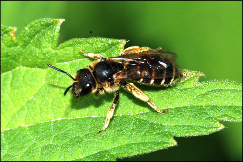 Femmina di Halictus cfr rubicundus
